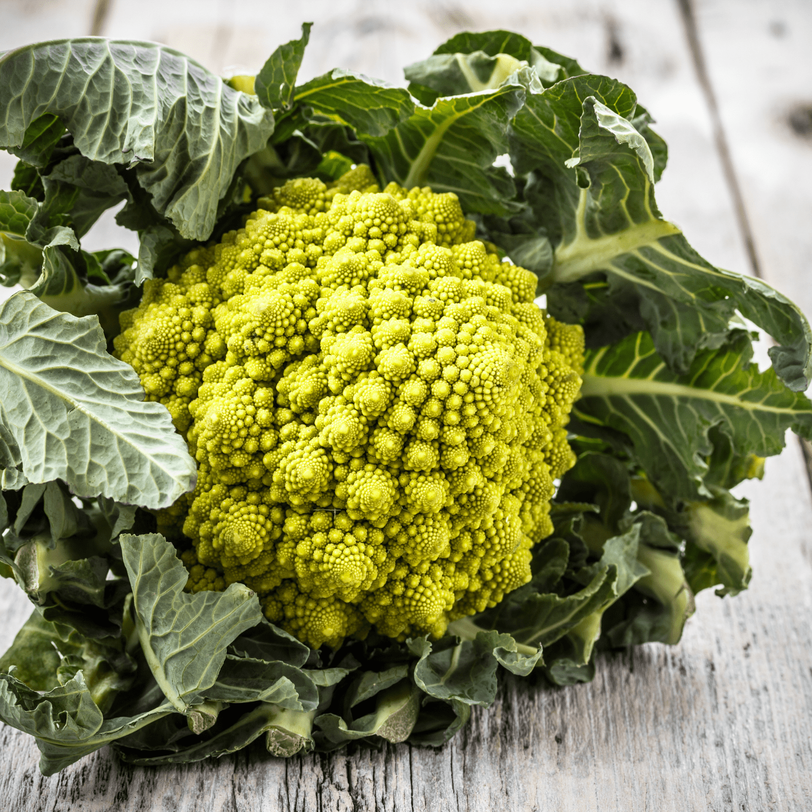 Broccoli Romanesco, Sow Easy - McKenzie Seeds