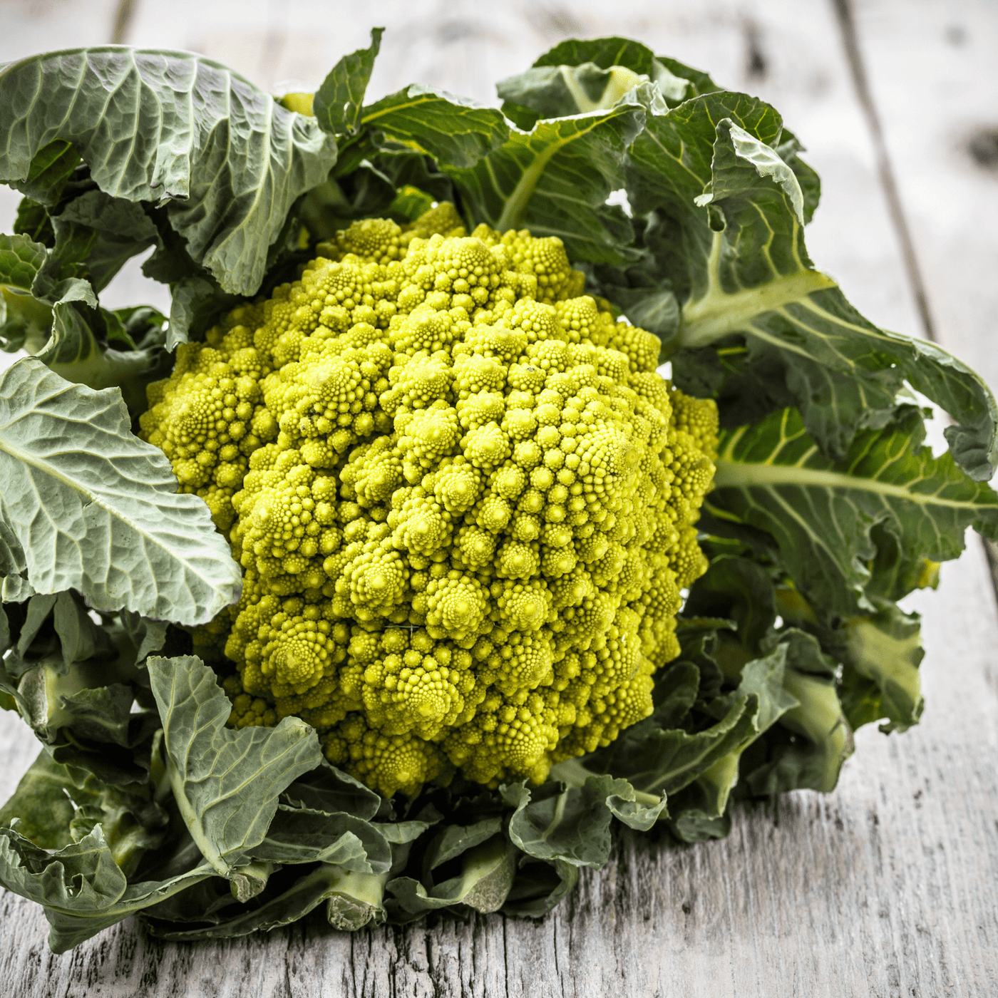 Broccoli Romanesco, Sow Easy - McKenzie Seeds