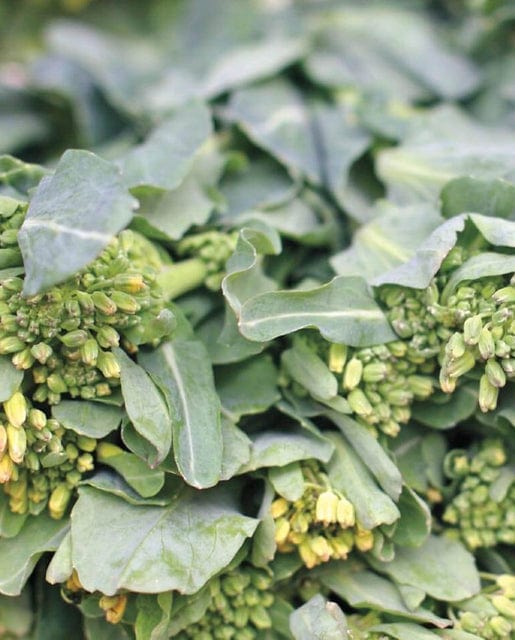 Broccoli Sorrento Raab - West Coast Seeds