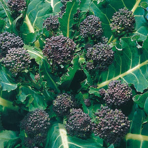 Broccoli (Sprouting) Early Purple Sprouting - Mr. Fothergill's seeds