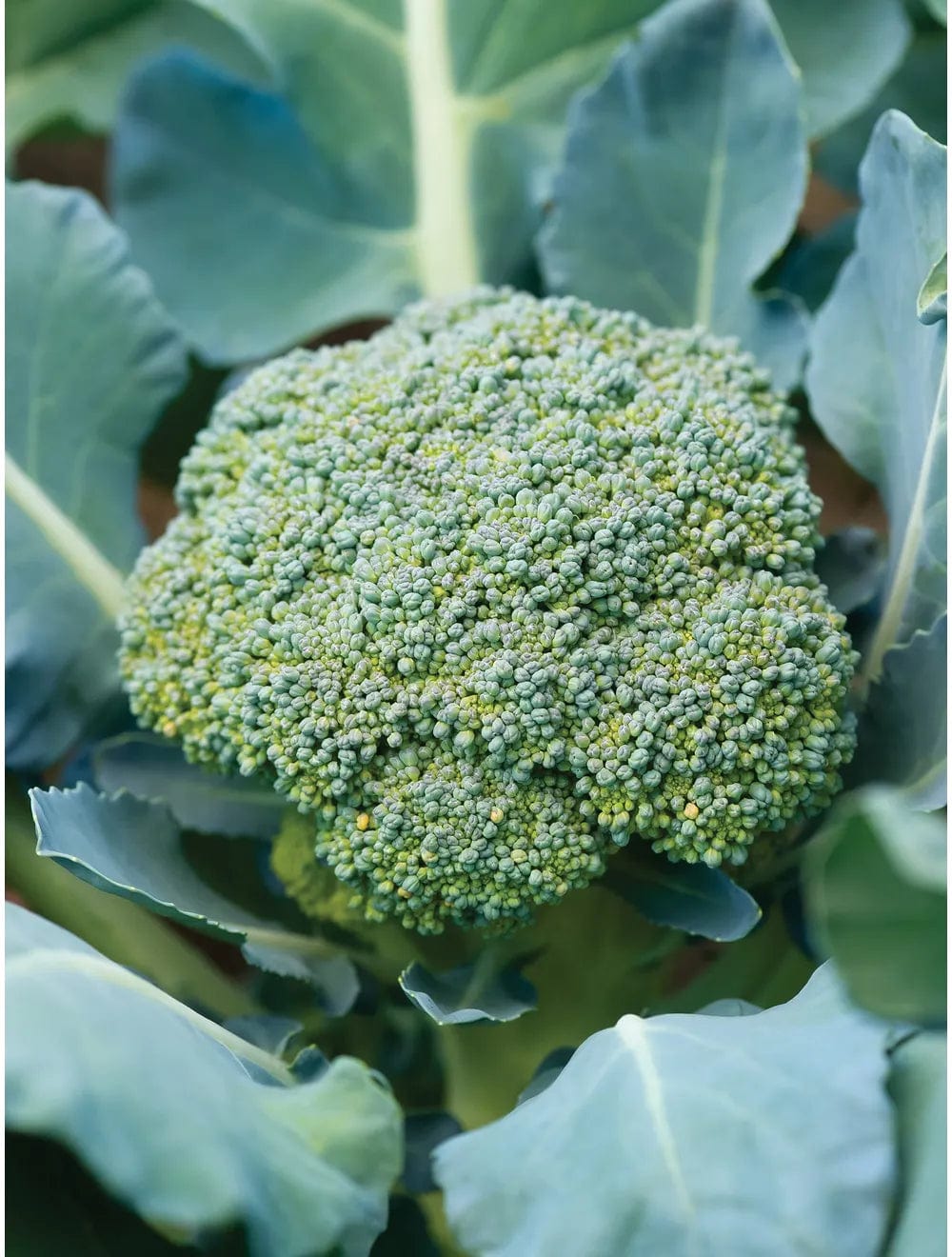 Broccoli Sun King Hybrid - Burpee Seeds