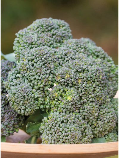 Broccoli Sun King Hybrid - Burpee Seeds