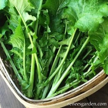 Broccoli Super Rapini - Renee's Garden Seeds
