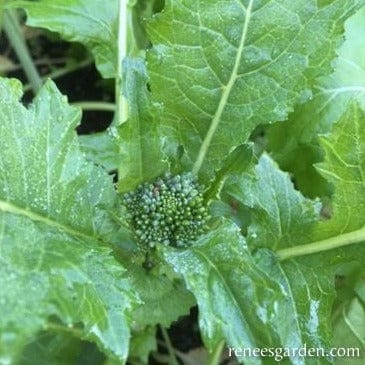 Broccoli Super Rapini - Renee's Garden Seeds