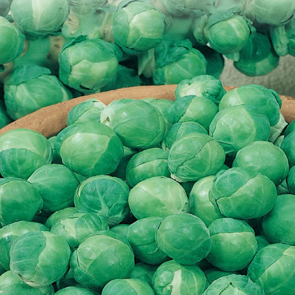 Brussels Sprouts Catskill - McKenzie Seeds
