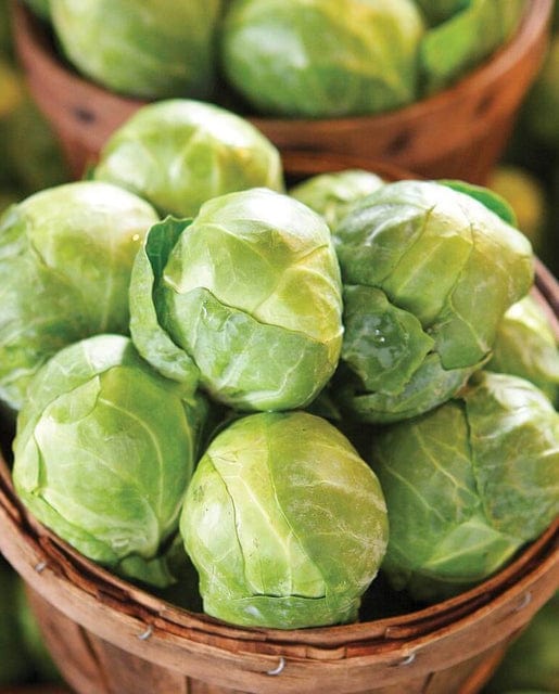 Brussels Sprouts Gustus - West Coast Seeds