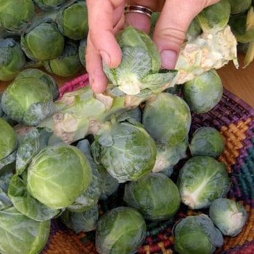 Brussels Sprouts Hestia - Renee's Garden