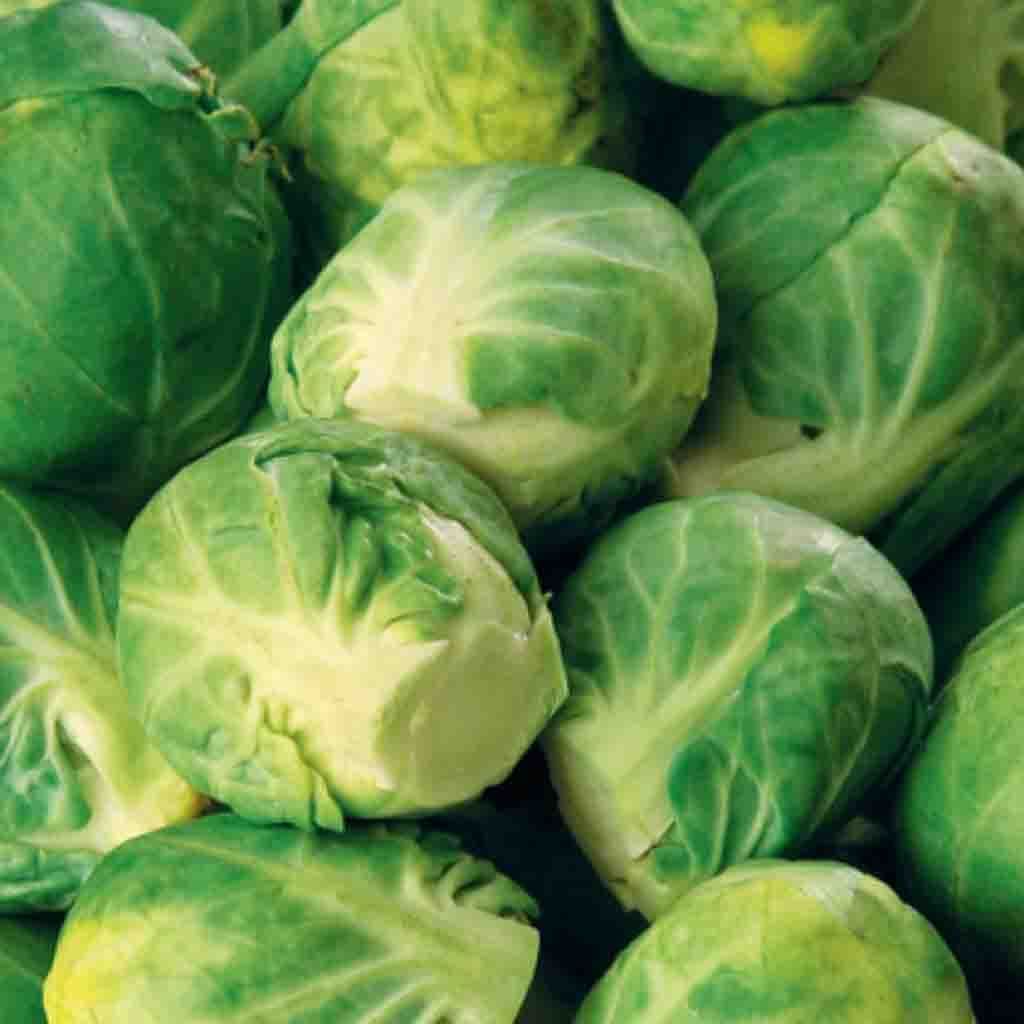 Brussels Sprouts Long Island Improved, Sow Easy - McKenzie Seeds