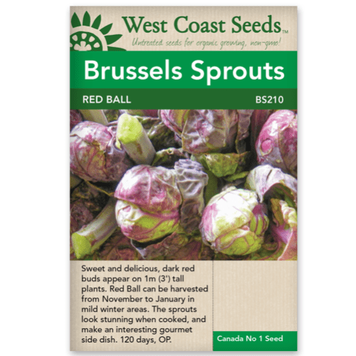 Brussels Sprouts Red Ball - West Coast Seeds