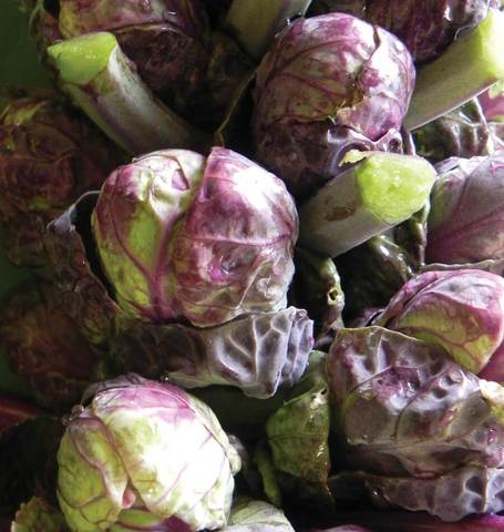 Brussels Sprouts Red Ball - West Coast Seeds