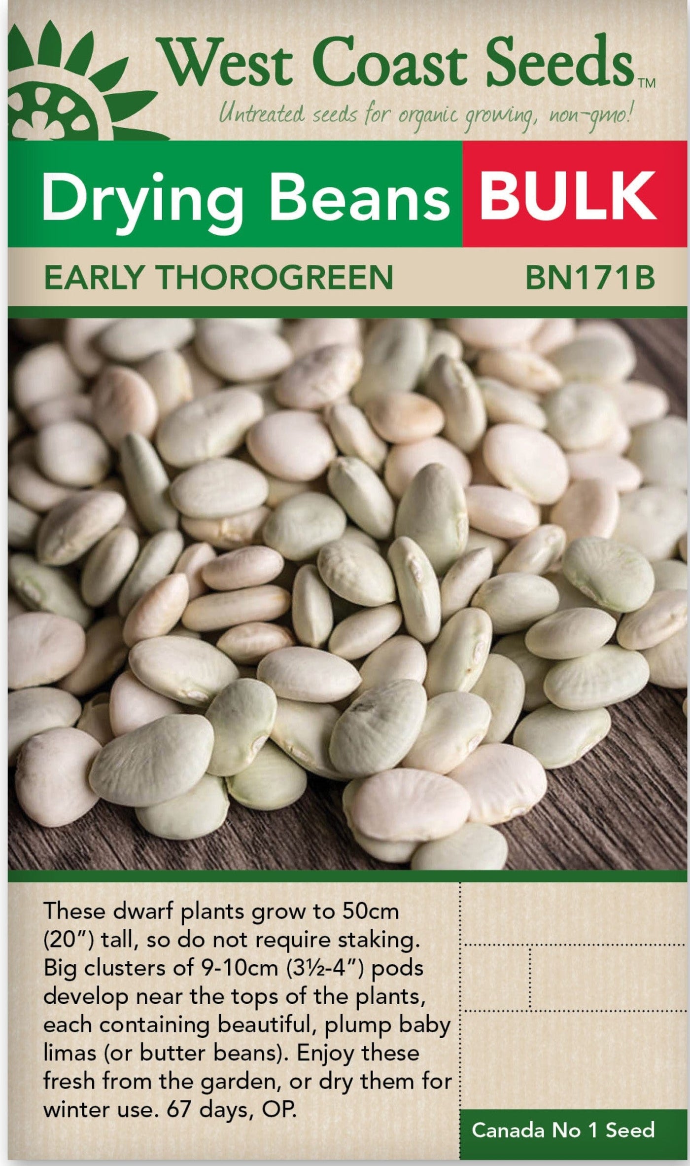 BULK Bean Early Thorogreen Lima - West Coast Seeds