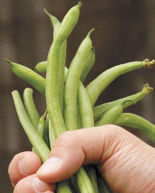 BULK Bean Fortex Pole - West Coast Seeds