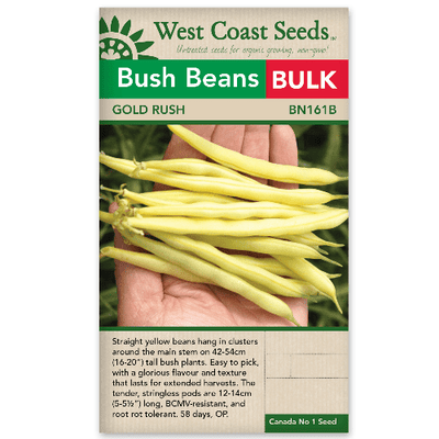 Beans Bush Gold Rush BULK SIZE - West Coast Seeds