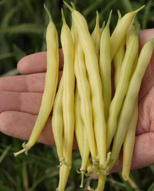 BULK Bean Gold Rush Bush - West Coast Seeds