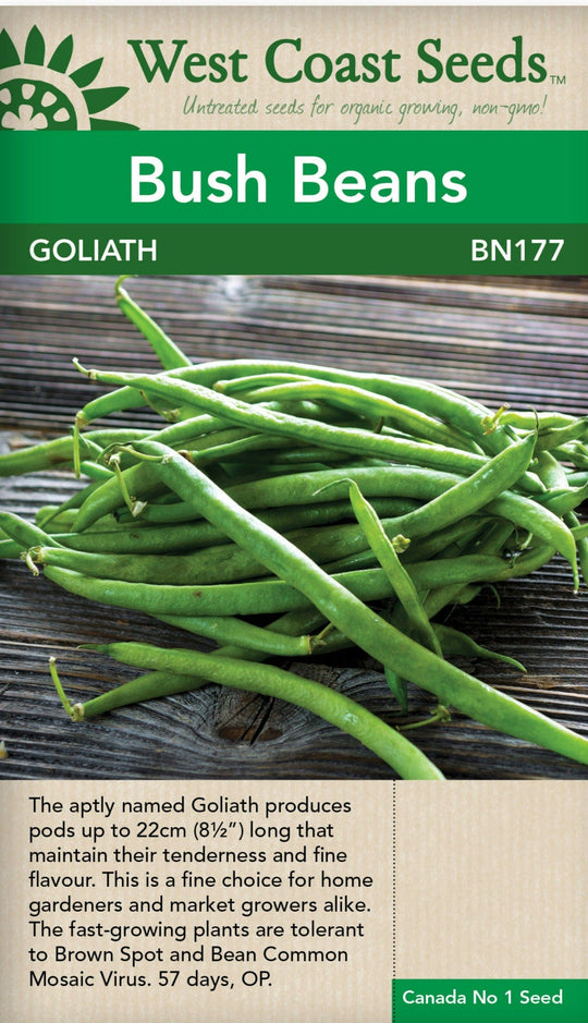 BULK Bean Goliath Bush - West Coast Seeds