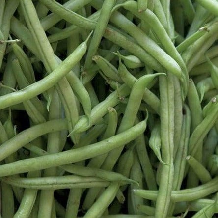 Beans Kentucky Blue BULK Size - West Coast Seeds