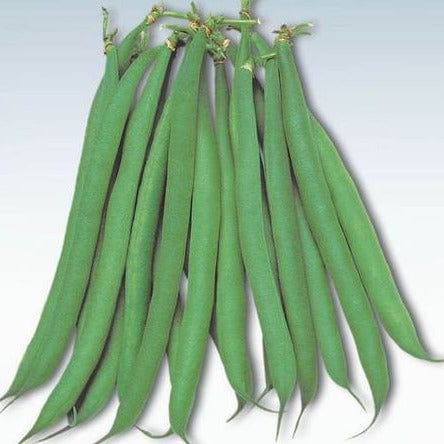 Bush Bean Masai BULK - West Coast Seeds