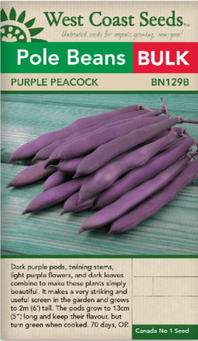 Beans Purple Peacock BULK SIZE - West Coast Seeds