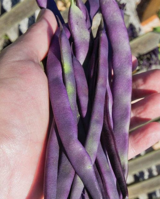 BULK Bean Purple Peacock Pole - West Coast Seeds