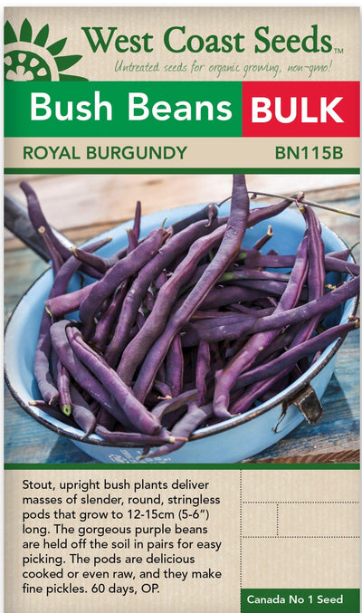 BULK Bean Royal Burgundy Bush - West Coast Seeds
