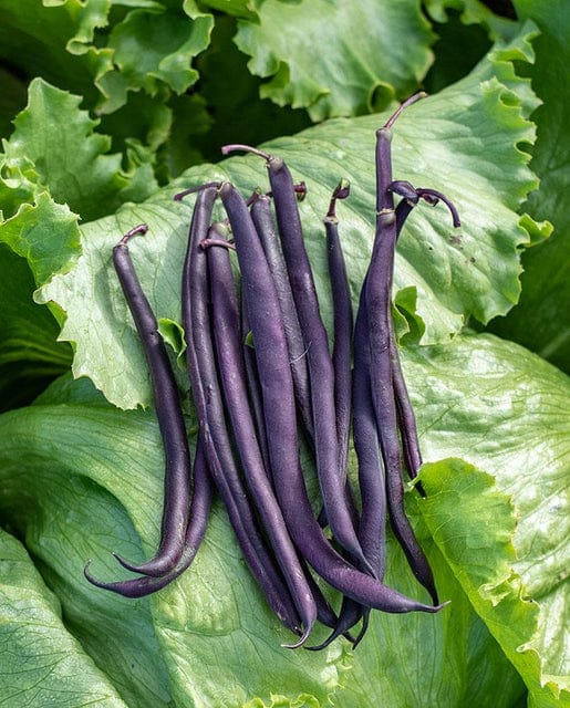 BULK Bean Royal Burgundy Bush - West Coast Seeds