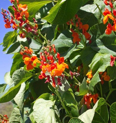 BULK Bean Scarlet Emperor - West Coast Seeds