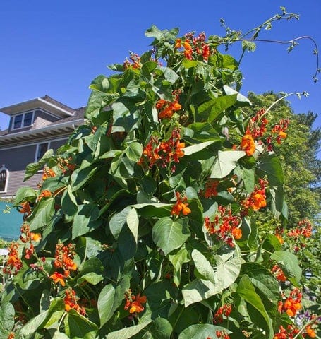 BULK Bean Scarlet Emperor - West Coast Seeds
