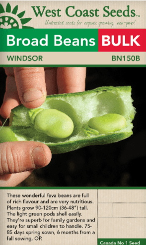 Broad Beans Windsor Bulk - West Coast Seeds
