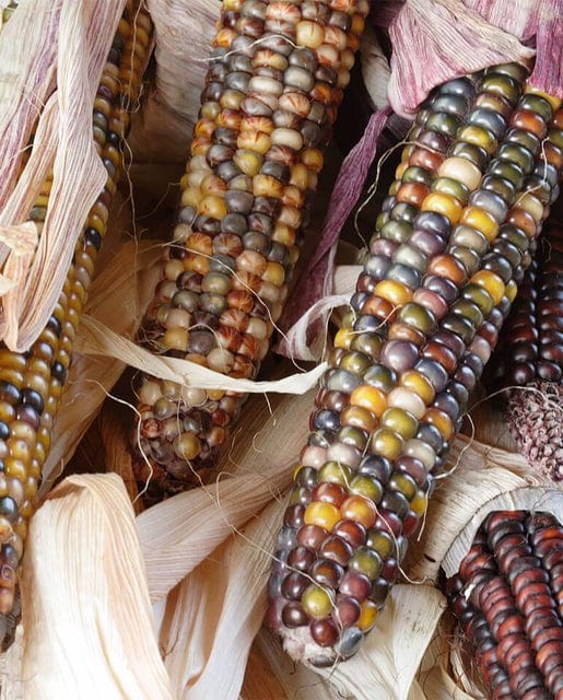 BULK Corn Calico Popcorn - West Coast Seeds