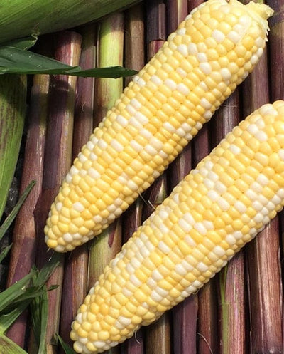 BULK Corn Picasso - West Coast Seeds
