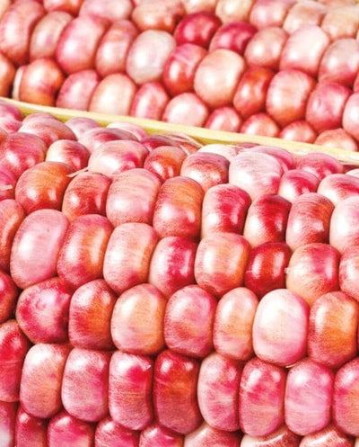 BULK Corn Pink Popcorn - West Coast Seeds