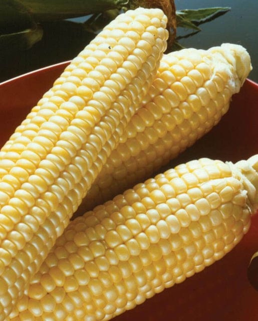 BULK Corn Sugar Buns - West Coast Seeds