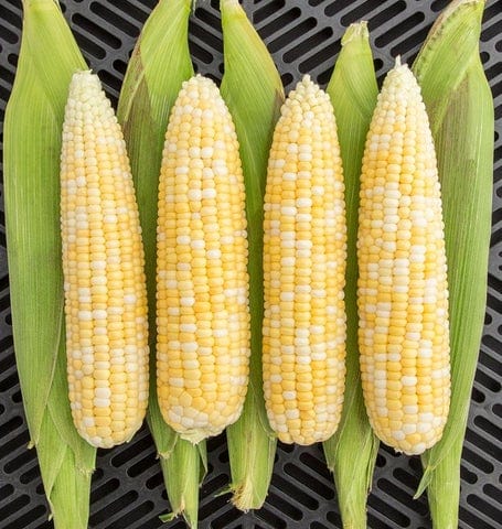 BULK Organic Corn Allure - West Coast Seeds