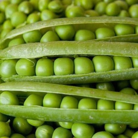 Pea Alderman BULK size - West Coast Seeds