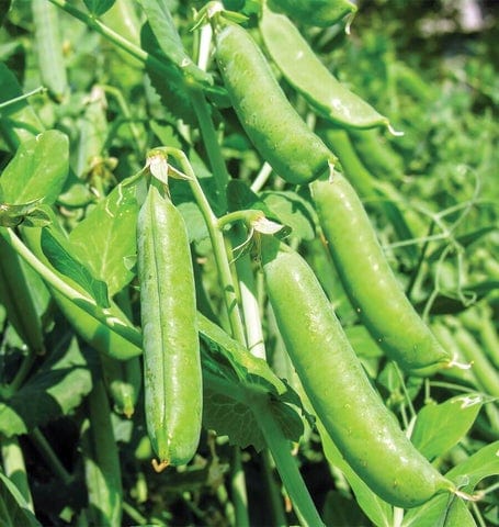 BULK Pea Shelling Bolero - West Coast Seeds