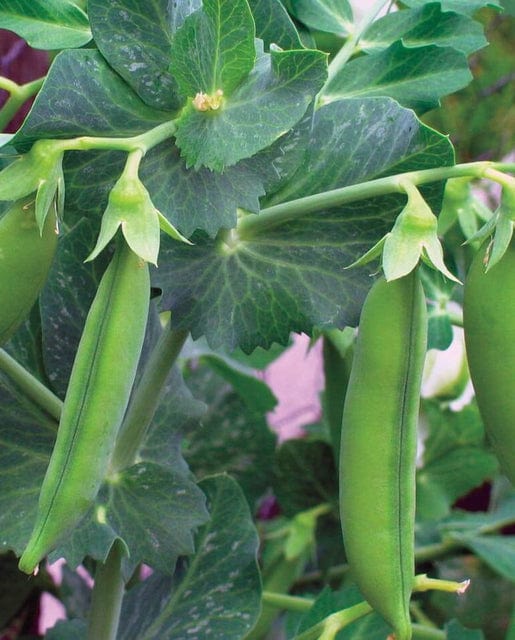 BULK Pea Shelling Little Marvel - West Coast Seeds