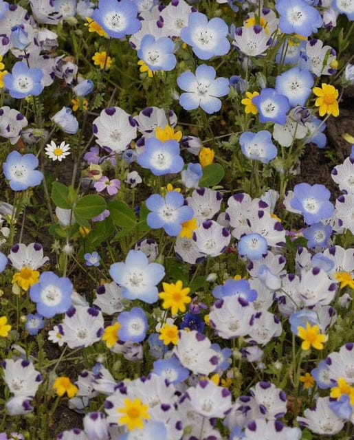 BULK Wildflowers Alternative Lawn - West Coast Seeds