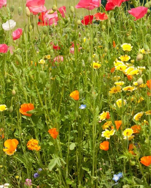 BULK Wildflowers Bee Garden Blend - West Coast Seeds