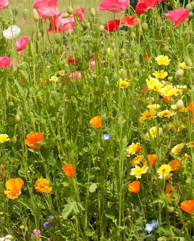 BULK Wildflowers Beneficial Insect Blend - West Coast Seeds