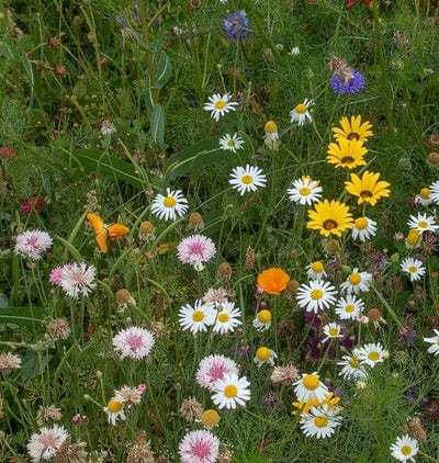 BULK Wildflowers Biodiversity Blend - West Coast Seeds