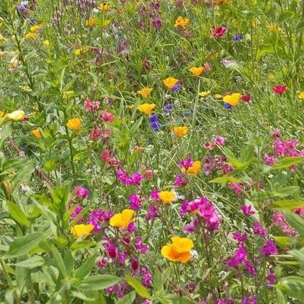 Wildflowers Butterfly Blend BULK - West Coast Seeds