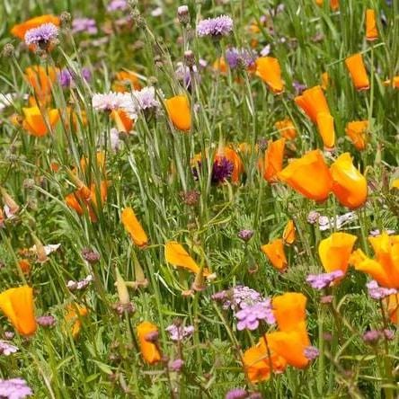 Wildflowers Butterfly Blend BULK - West Coast Seeds