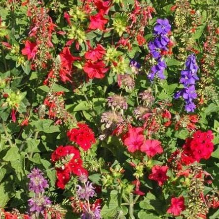 Wildflowers Hummingbird Bulk - West Coast Seeds