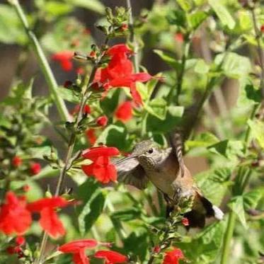 Wildflowers Hummingbird Bulk - West Coast Seeds