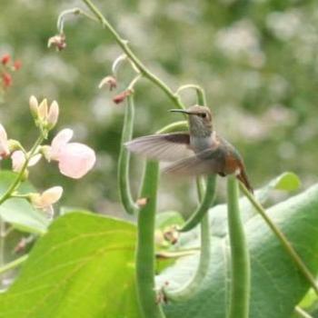 Wildflowers Hummingbird Bulk - West Coast Seeds