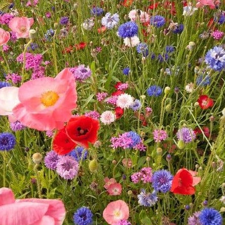 Wildflower Knee High Meadow BULK Size - West Coast Seeds