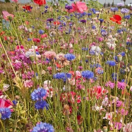 Wildflower Knee High Meadow BULK Size - West Coast Seeds