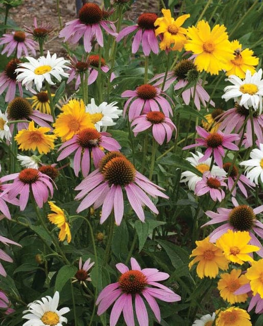 BULK Wildflowers Perennial - West Coast Seeds