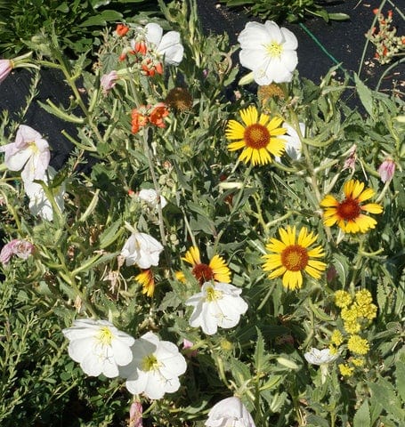 BULK Wildflowers Upland Blend - West Coast Seeds