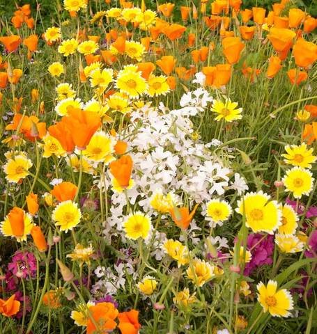 Wilddflowers Xeriscaping Blend BULK SIZE - West Coast Seeds